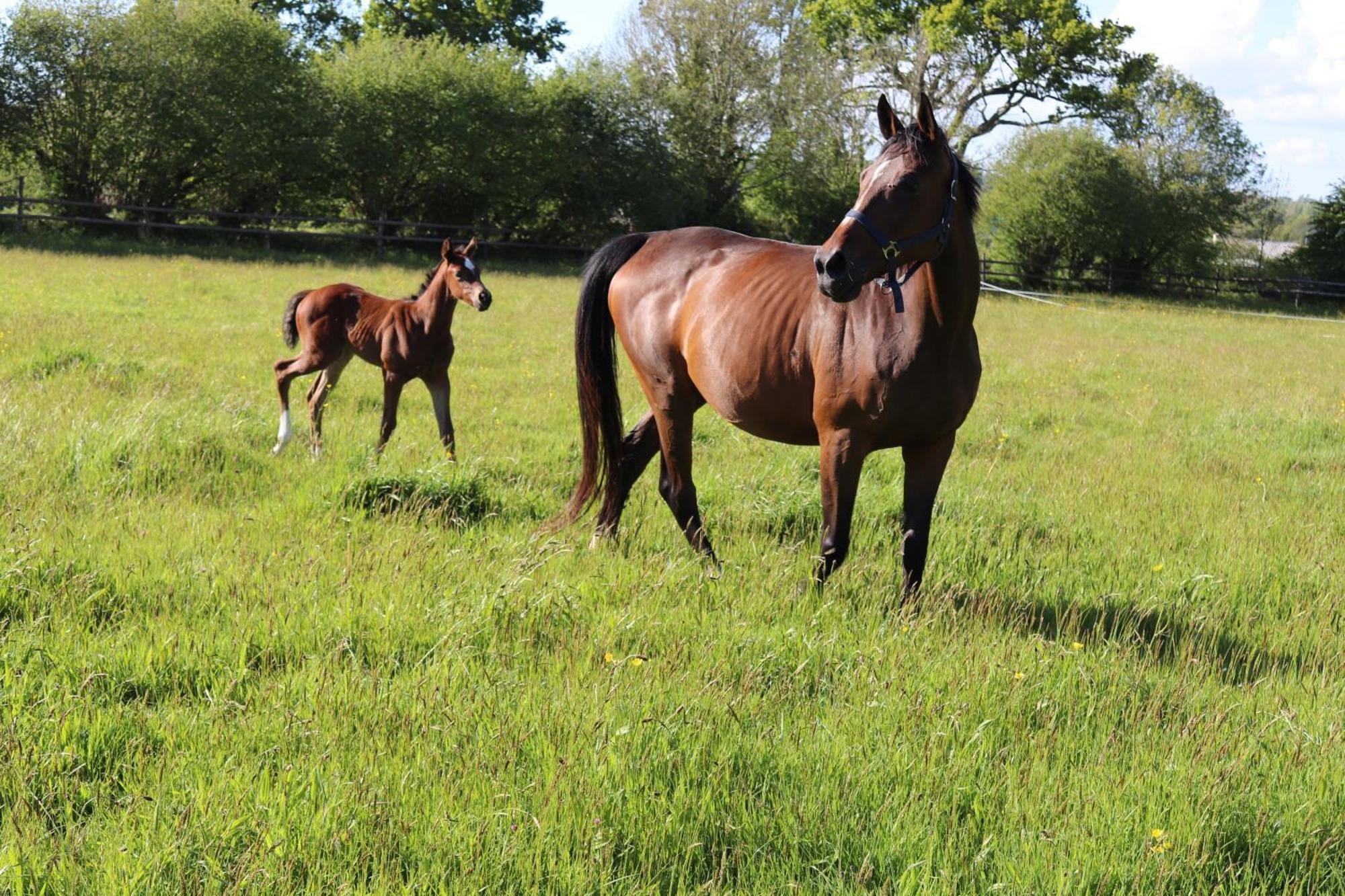 Decouverte D'Un Haras Proche Du Mont St Michel Hambye Exterior foto