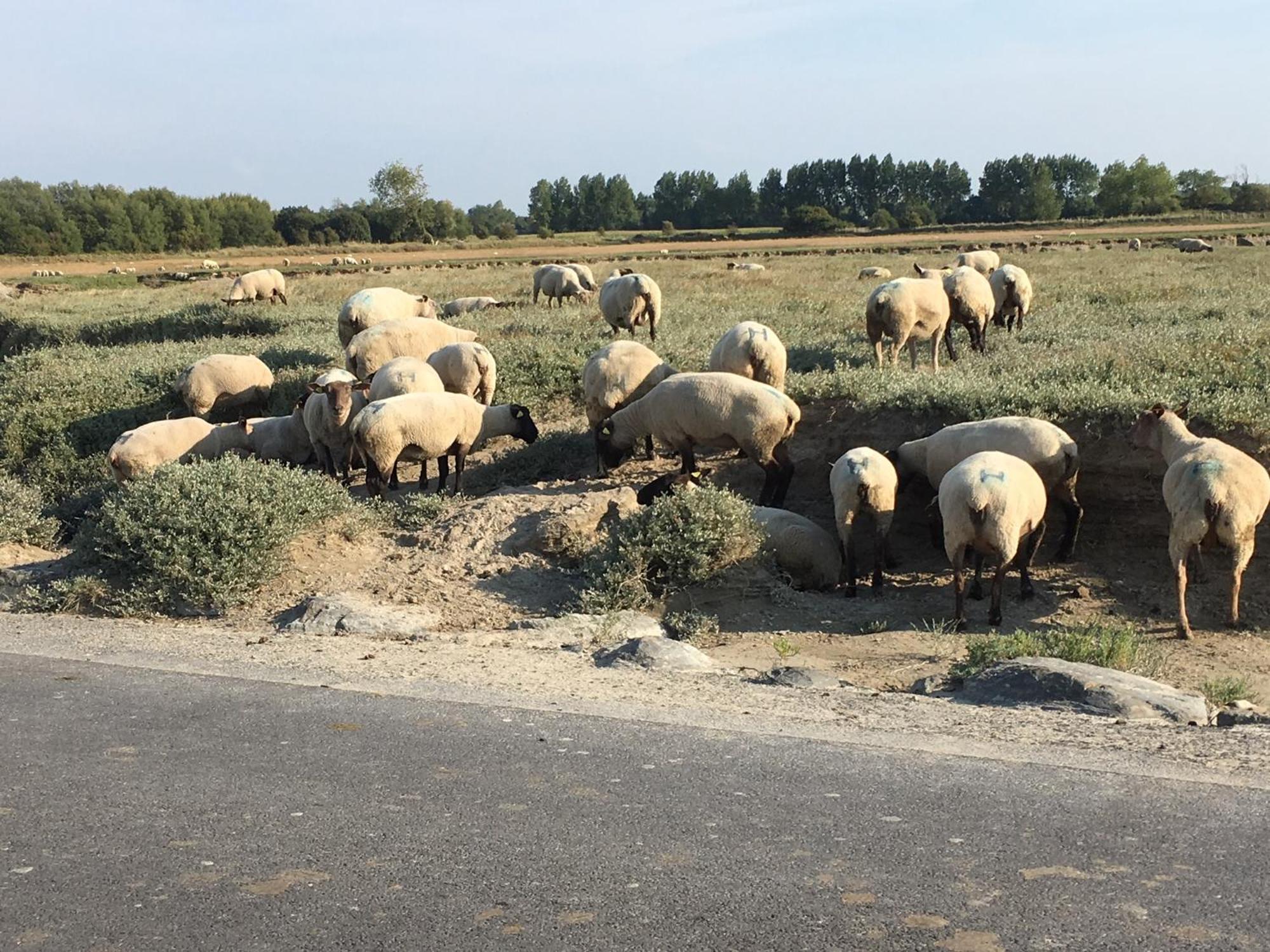 Decouverte D'Un Haras Proche Du Mont St Michel Hambye Exterior foto
